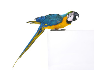 Blue-and-yellow macaw in studio © cynoclub