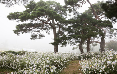 안개 속의 구절초꽃과 소나무