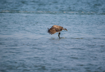 Black Kite (Milvus migrans)