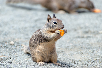 Grey squirrel eating nut