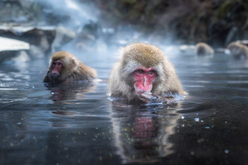 Singe des neiges ou macaque japonais dans un onsen de sources chaudes