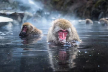 Papier Peint photo Singe Singe des neiges ou macaque japonais dans un onsen de sources chaudes