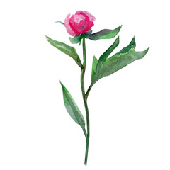 Watercolor peony flower, bud hand drawn illustration isolated on white background for beauty salon, wedding card, greeting invitation, florist shop, printing, cosmetic, design pattern, scrapbooking