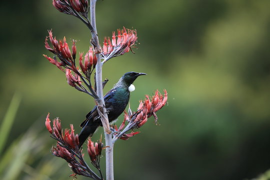 The tui (Prosthemadera novaeseelandiae) is an endemic passerine bird of New Zealand.