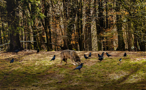 Wolf , raben, wald, b&auml;ume, gr&uuml;n,
