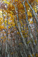 vibrant coolorful trees autumn in matese park