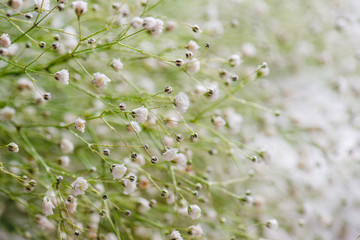 White flowers spring background
