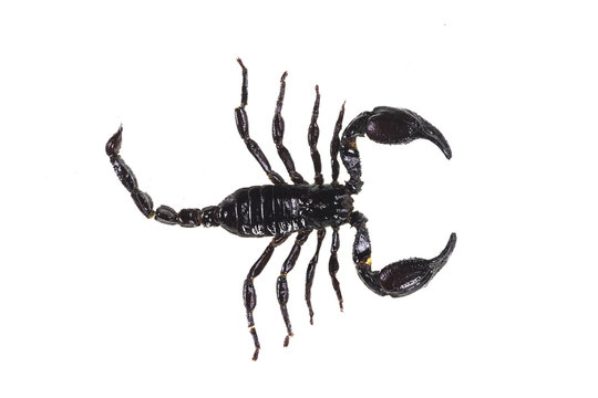 black scorpion on white isolated background