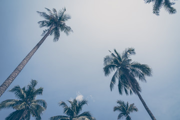 Fototapeta premium Coconut palm tree