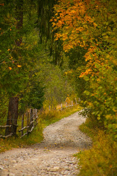 Autumn scenery landscape with colorful forest, wood fence and rural road in Prisaca Dornei, Suceava County, Bucovina, Romania