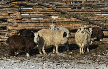 sheep and goats in a wooden paddock