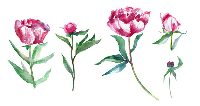 Watercolor pink peony flower set, bud, leaf hand drawn painting illustration isolated on white background, decorative design for beauty salon, wedding card, greeting invitation, florist shop, cosmetic