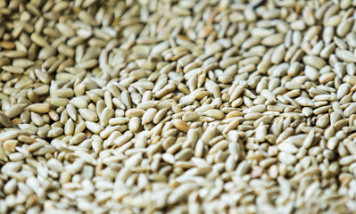 Shelled and roasted sunflower seeds.