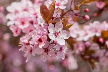 Viele sch&ouml;ne Bl&uuml;ten von der japanische Kirschbl&uuml;te bei sch&ouml;nem sonnigen Wetter