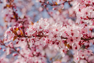 Viele schöne Blüten von der japanische Kirschblüte bei schönem sonnigen Wetter