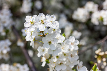 ein Baum mit weiße Kirschblüten bei schönem sonnigen Wetter