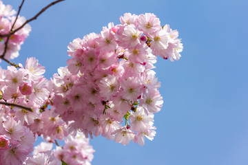 Viele schöne Blüten von der japanische Kirschblüte bei schönem sonnigen Wetter