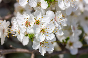 ein Baum mit weiße Kirschblüten bei schönem sonnigen Wetter