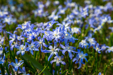 eine Wiese mit gewöhnlichen Sternhyazinthe (Chionodoxa luciliae) im Frühling