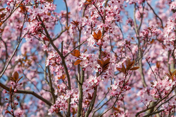 Viele schöne Blüten von der japanische Kirschblüte bei schönem sonnigen Wetter