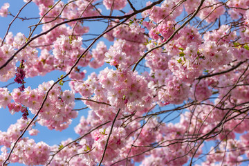 Viele sch&ouml;ne Bl&uuml;ten von der japanische Kirschbl&uuml;te bei sch&ouml;nem sonnigen Wetter