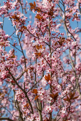 Viele schöne Blüten von der japanische Kirschblüte bei schönem sonnigen Wetter