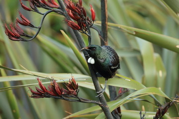 The tui (Prosthemadera novaeseelandiae) is an endemic passerine bird of New Zealand. 