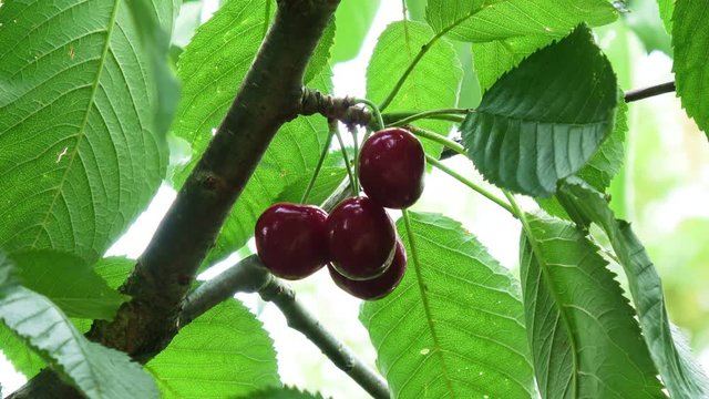 ein Kirschbaum mit viele rote reife S&uuml;&szlig;kirschen