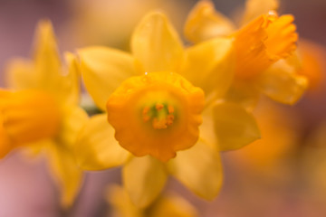daffodil high key