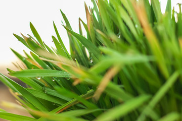 Fresh Green Grass with Drops Few. Nowrooz spring holiday plant.