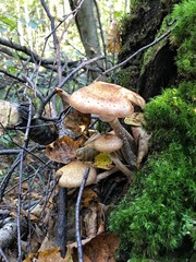 Грибы в лесу. Удачная находка. Лето.