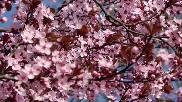 Japanische Kirschbl&uuml;te (Baum) bei sch&ouml;nem sonnigen Wetter gefilmt