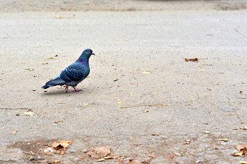 Dove. Free white dove walking along street. VIP dove. One dove. Important dove. Serious dove. Dove under sunlight. Dove in park. White dove. Beautiful dove. Street dove. Dove finding meal. Best dove.