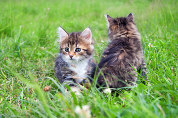 Naklejka na ściany i meble two little furry kitten playing in spring meadow