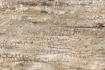 Texture of old weathered wooden board. Natural wood texture