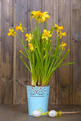 Yellow Easter flowers narcissus in blue flowerpot