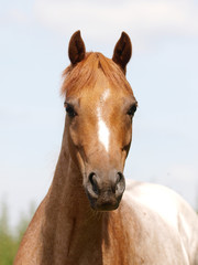 Obraz na płótnie Canvas Horse Head Shot