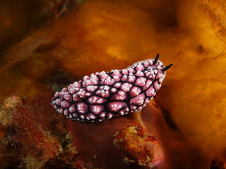 True sea slug
