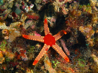 Starfish