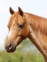 Horse Head Shot