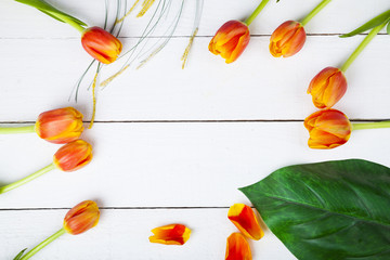 Tulips on a white wooden background