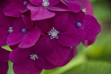 ピンク紫のあじさい