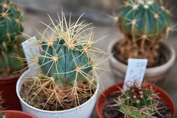 Spiny cactus with long curved yellow thorns in pot.