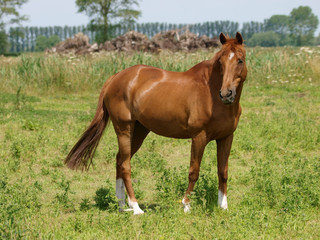 Pretty Chestnut Horse