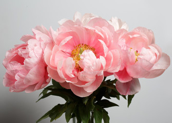 Bouquet of pink peonies isolated on a gray background.
