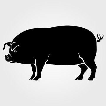Pig icon isolated on white background.