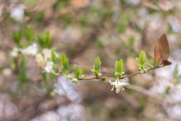 Beautiful flowers of Spring