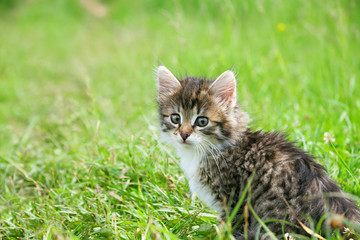 Naklejka na ściany i meble little furry kitten playing in spring meadow