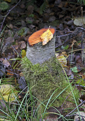 Landscape near Lomarantala. Tahko. Finland