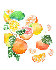 Hand-painted illustration of citrus mix with leaves drawn with watercolour on white paper